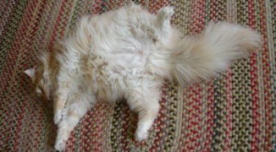 fluffy leo on his back looking big.