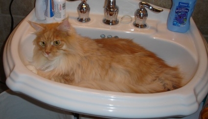 The Water Cat