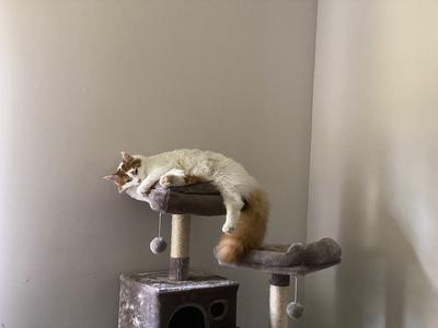 Leo red van cat flopped over top tier of cat tree.