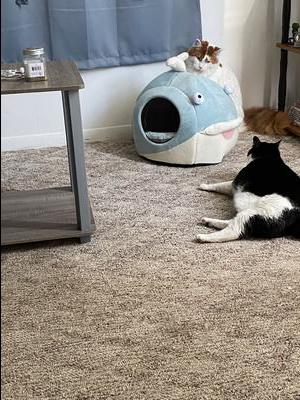 two cats lounging by a cat house.