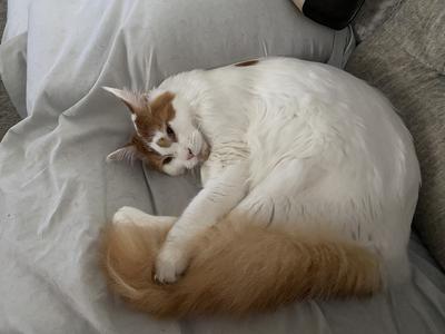 red van maine coon cat curled up in a ball.