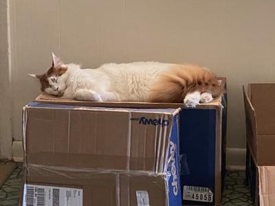 red van maine coon cat on boxes.