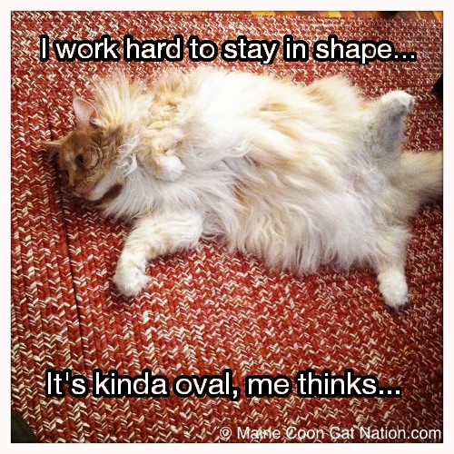 Belly Up ginger maine coon cat laying belly up