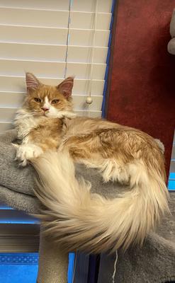 Leonidas the Magnificent 7 month old red with white maine coon kitten lounging atop a cat perch.