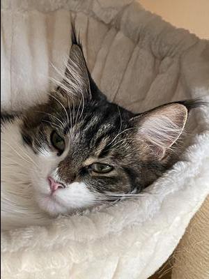 Sweet Lexie gorgeous tabby with white purebred maine coon.