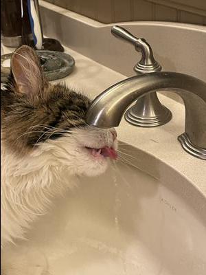Lexie Having a Drink female white and brown maine coon drinking from sink faucet