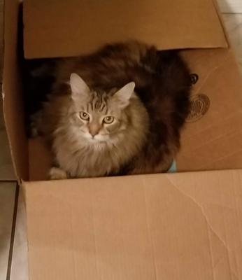 Lexie brown cat in a box