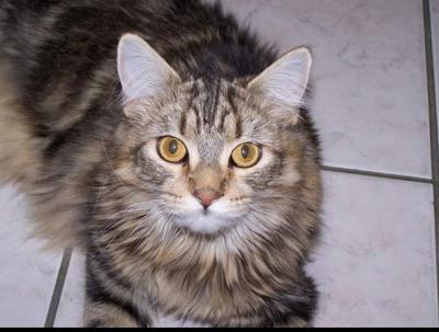 Lexie brown tabby looking up