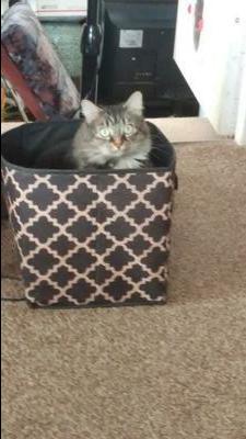 Lexy brown tabby in a decorative canvas basket.
