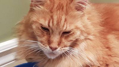 ginger maine coon cat