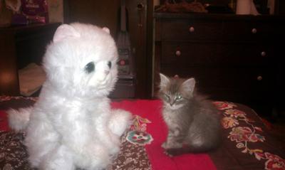maine coon kitten with teddy bear