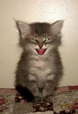 liam neeson cute gray maine coon kitten