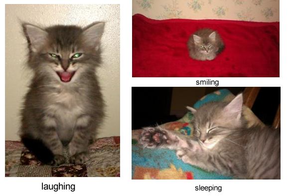 liam neeson the maine coon kitten