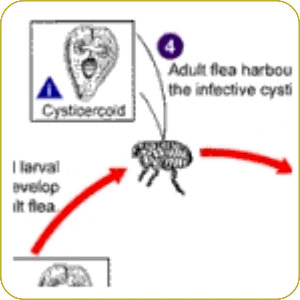 Life Cycle of a Flea part of an infographic of the life cycle of a flea.