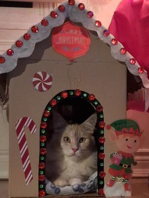 light ginger maine coon cat sitting inside a large gingerbread house decoration