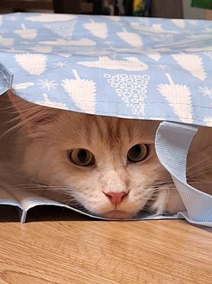 light red maine coon cat hiding in a bag