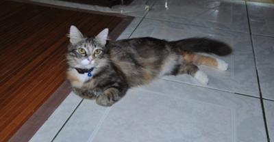 Lili