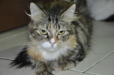 Lili