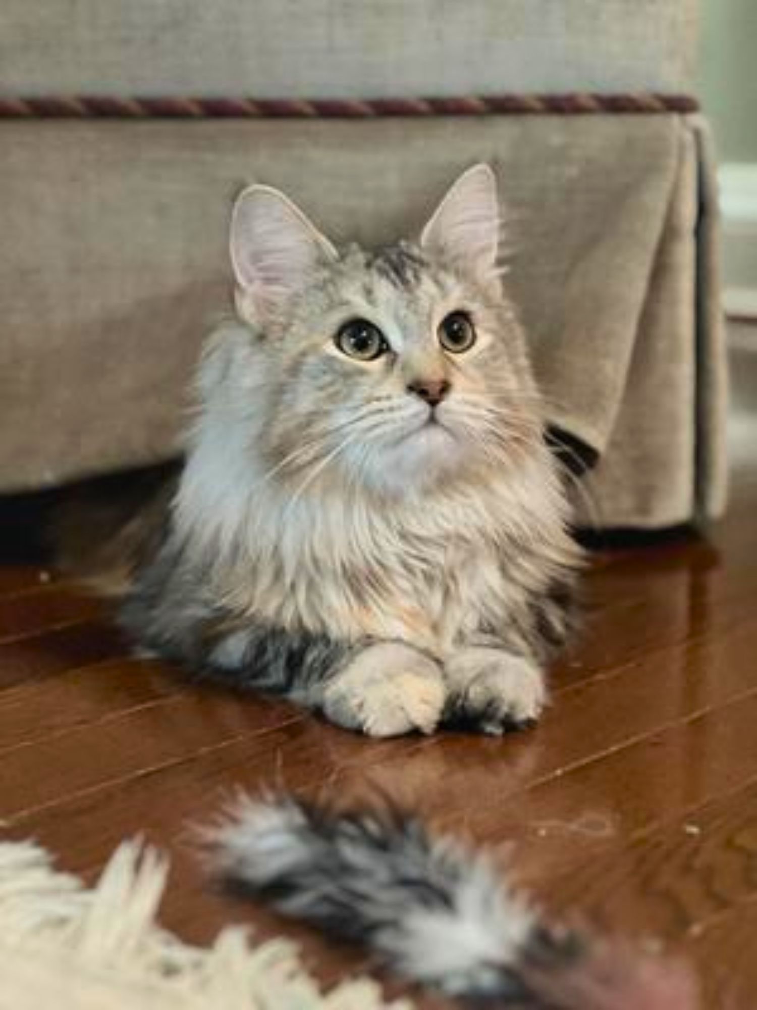 cute silver kitty sticking her head out from under the couch.