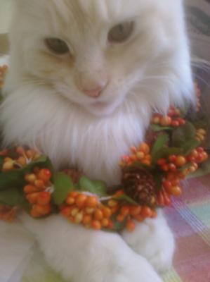 Lily! lily white maine coon