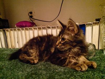 Lily and Sirius