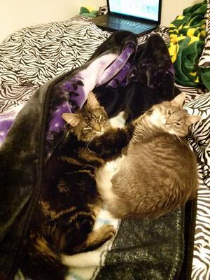 Lily and Sirius