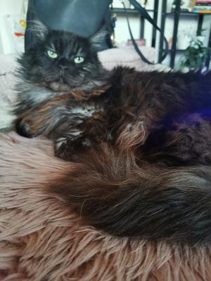 big black maine coon boy.