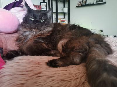fluffy black maine coon cat.