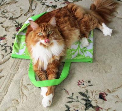 Lincoln big red and white maine coon boy on a shopping bag with his tongue out.