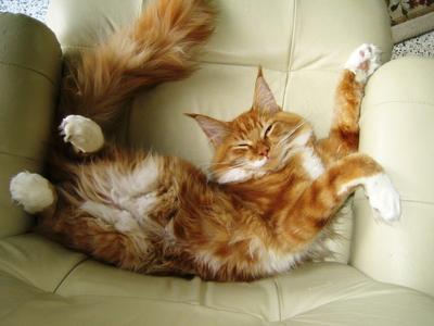 red maine coon cat rolling on furniture