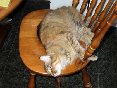 brown tiger kitty laying on a kitchen chair