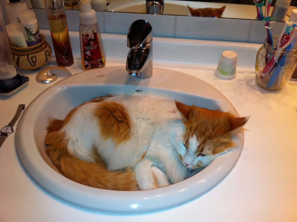 Orange and white Maine Coon sleeping curled up in a bathroom sink.