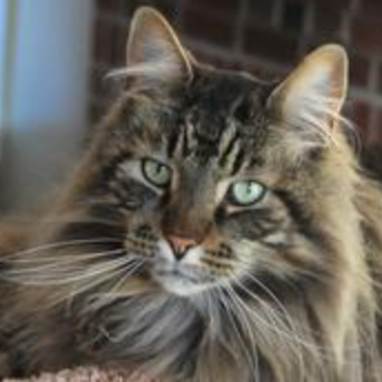 Little Bear handsome brown tabby maine coon cat closeup