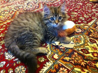 young fluffy gray tabby kitten.