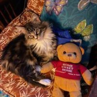 Katahdin little brown white kitten