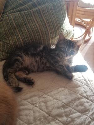 Sweet Kitten. little kitten on a bed.