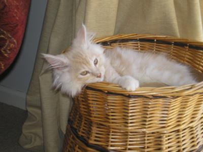 Little Leo