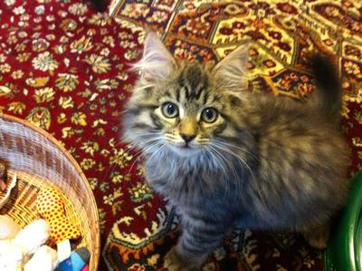 small gray tabby mix kitten.