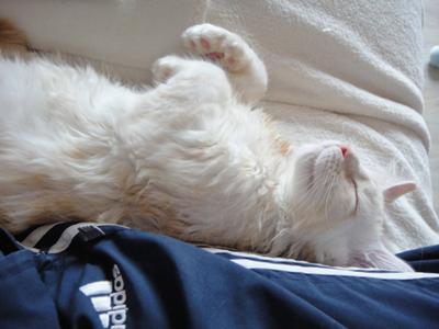 marley sleeping