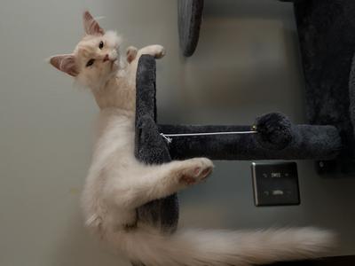 Tibby little silver red maine coon kitten on cat tree