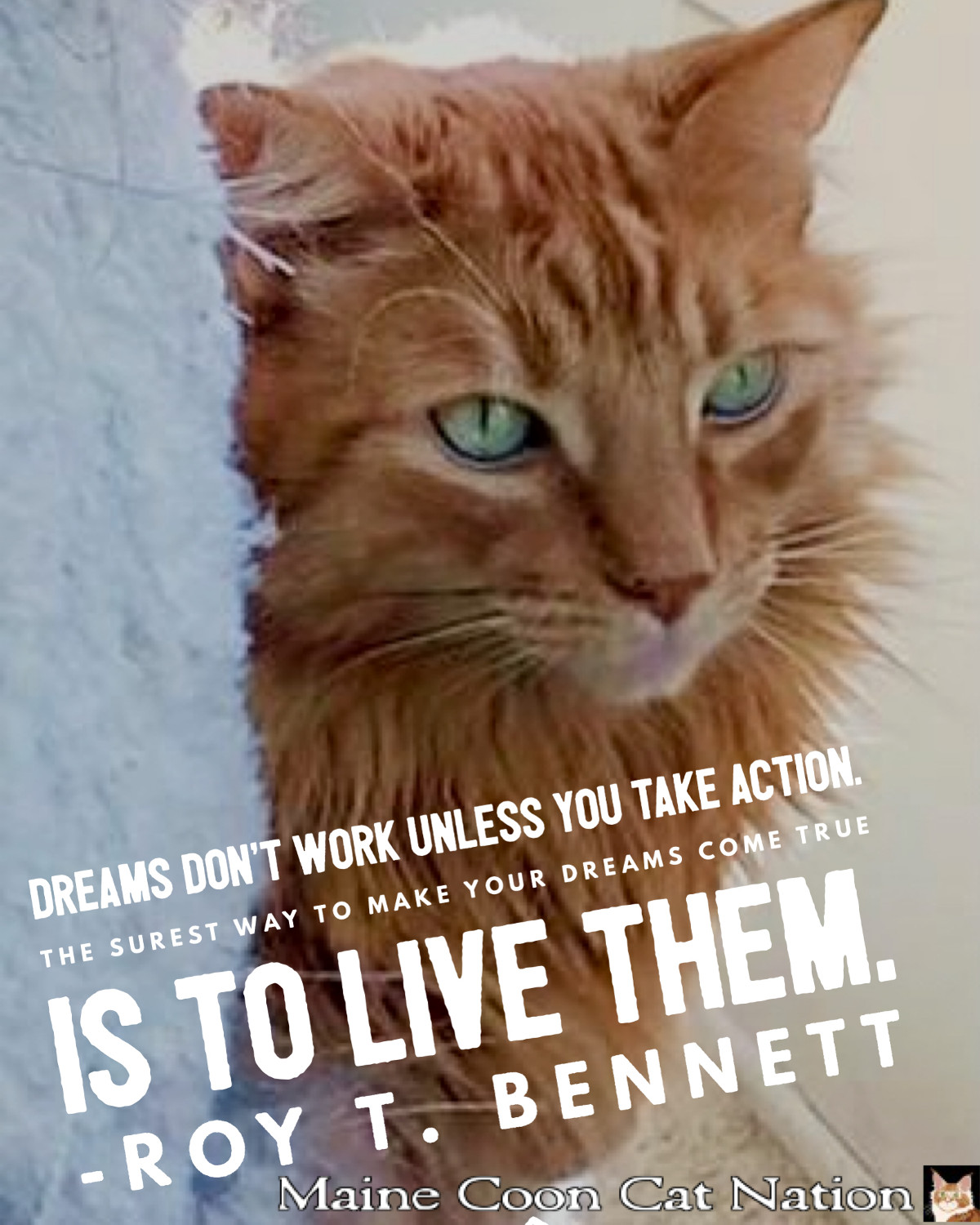 make your dreams come true quote with red tabby cat with green eyes