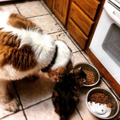 Lizzy dog and cat eating
