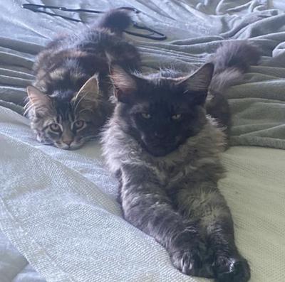 two maine coon cats hanging out.