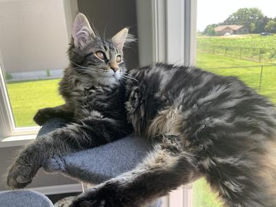 female brown tabby maine coon cat.