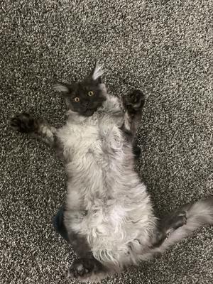 black smoke maine coon laying belly up