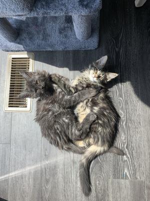 two cute maine coon kittens playing and cuddling.