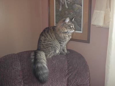 Loki