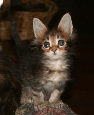 Loki