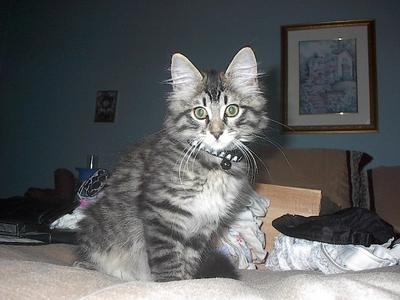 Loki