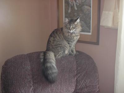 Loki